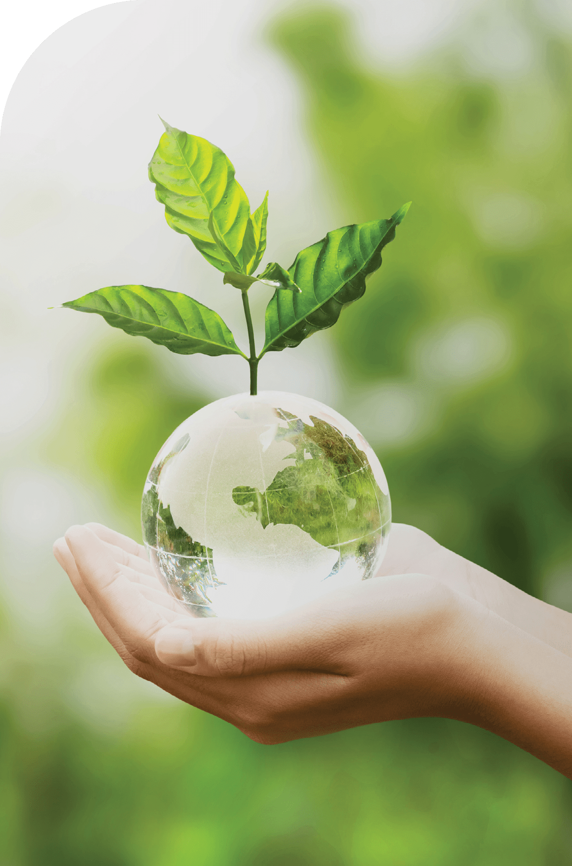 hand holding glass globe ball with tree growing and green nature blur background. eco concept